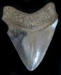 Uniquely Colored Megalodon Tooth - Serrated #34361-2